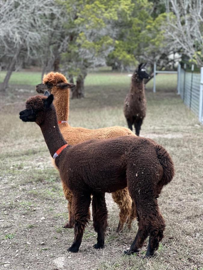 Relaxing Alpaca Ranch Mins From Downtown Wimberley Villa Ngoại thất bức ảnh